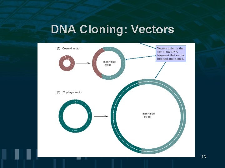 DNA Cloning: Vectors 13 