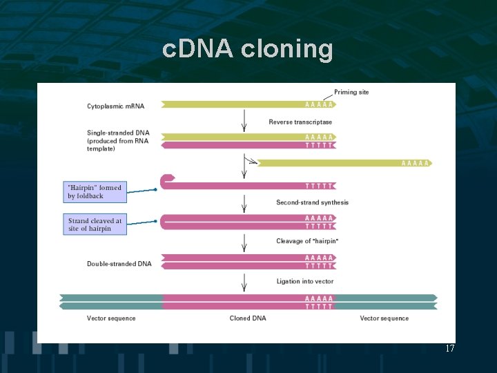 c. DNA cloning 17 