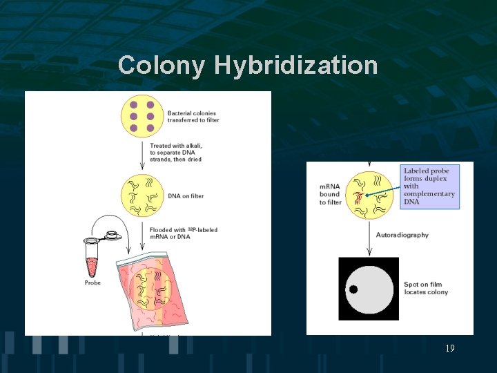 Colony Hybridization 19 