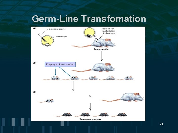 Germ-Line Transfomation 23 