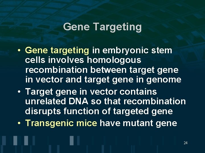 Gene Targeting • Gene targeting in embryonic stem cells involves homologous recombination between target