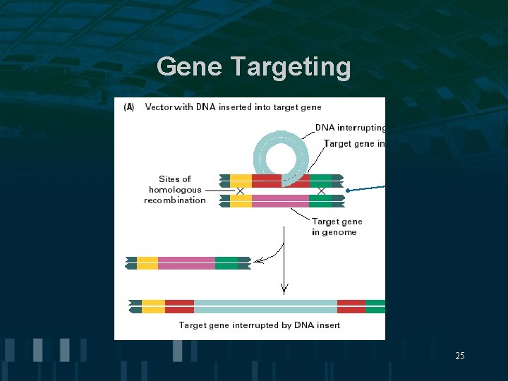 Gene Targeting 25 