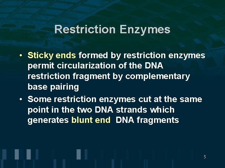 Restriction Enzymes • Sticky ends formed by restriction enzymes permit circularization of the DNA