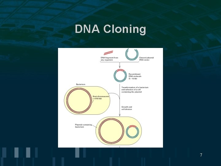 DNA Cloning 7 