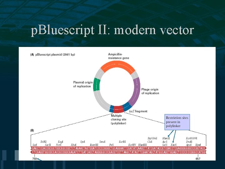 p. Bluescript II: modern vector 9 