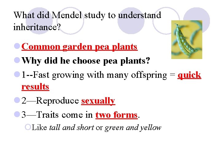 What did Mendel study to understand inheritance? l Common garden pea plants l Why