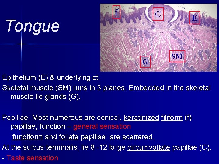 Tongue f C G E SM Epithelium (E) & underlying ct. Skeletal muscle (SM)