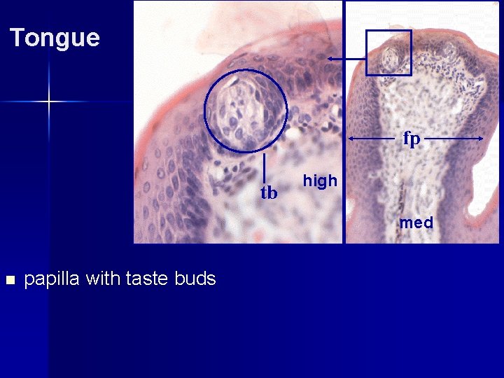 Tongue fp tb high med n papilla with taste buds 