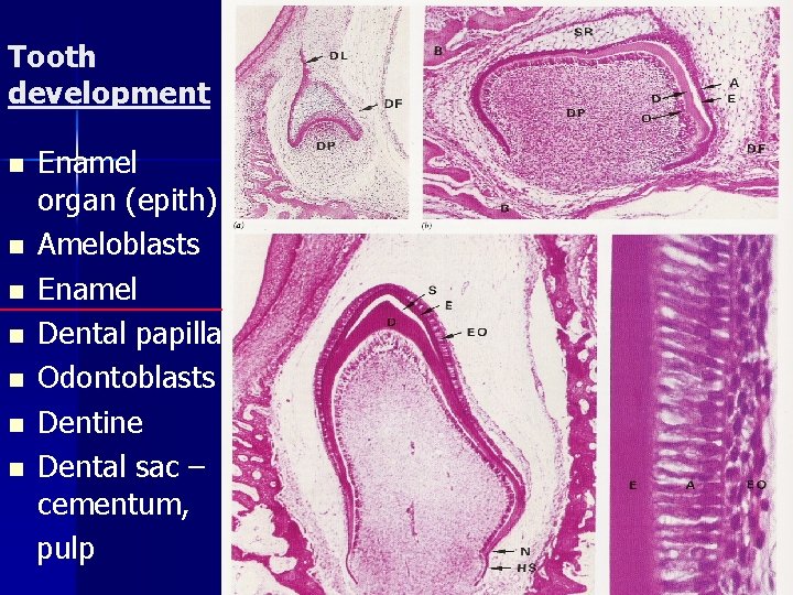 Tooth development n n n n Enamel organ (epith) Ameloblasts Enamel Dental papilla Odontoblasts