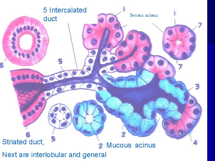 5 Intercalated duct Striated duct, Serous acinus Mucous acinus Next are interlobular and general