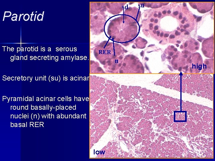 sd Parotid The parotid is a serous gland secreting amylase. su RER n Secretory