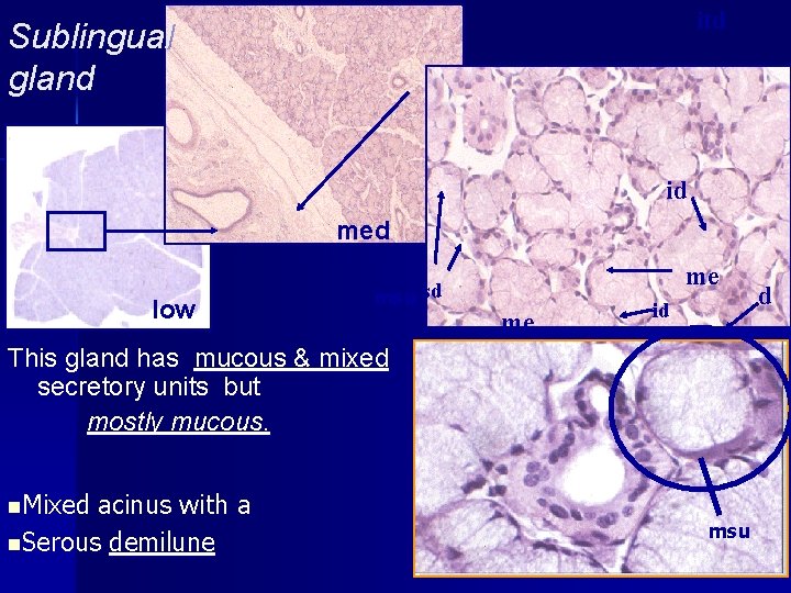 itd Sublingual gland id med low msu sd This gland has mucous & mixed