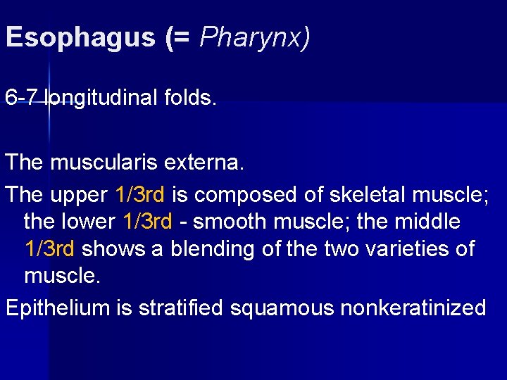 Esophagus (= Pharynx) 6 -7 longitudinal folds. The muscularis externa. The upper 1/3 rd