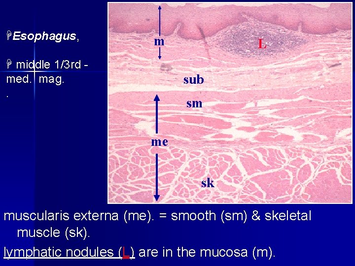 HEsophagus, m H middle 1/3 rd med. mag. . L sub sm me sk