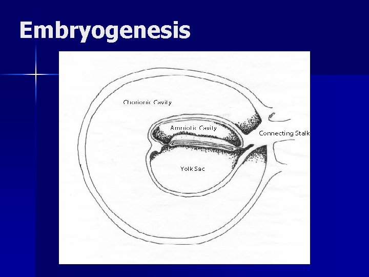 Embryogenesis 