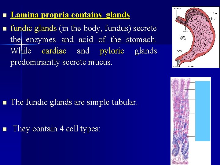 n Lamina propria contains glands n fundic glands (in the body, fundus) secrete the