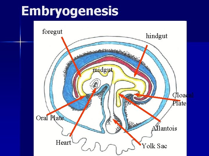 Embryogenesis foregut hindgut midgut Cloacal Plate Oral Plate Allantois Heart Yolk Sac 