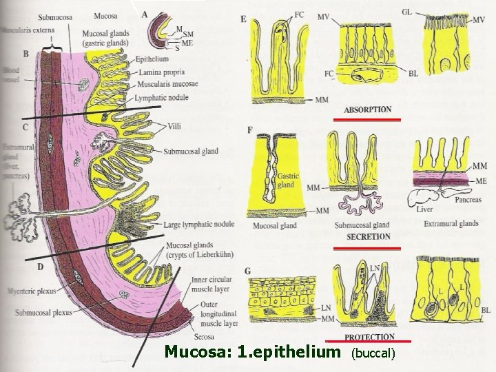 Mucosa: 1. epithelium (buccal) 