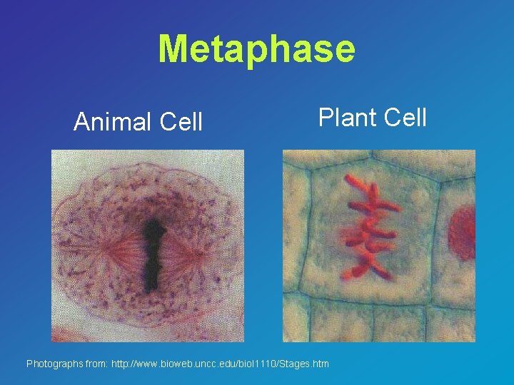 Metaphase Animal Cell Plant Cell Photographs from: http: //www. bioweb. uncc. edu/biol 1110/Stages. htm