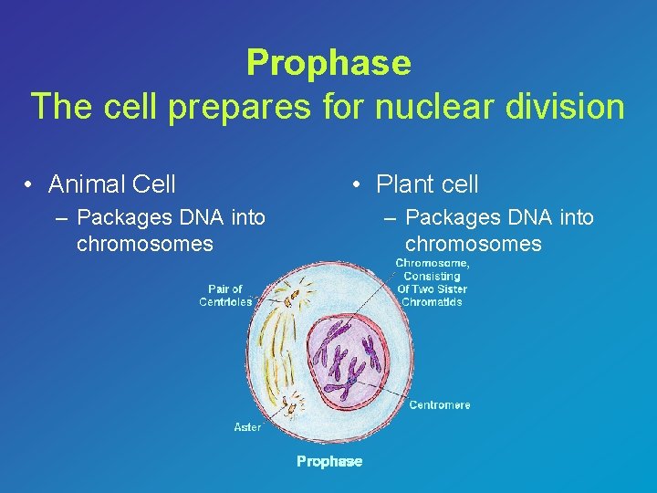 Prophase The cell prepares for nuclear division • Animal Cell – Packages DNA into