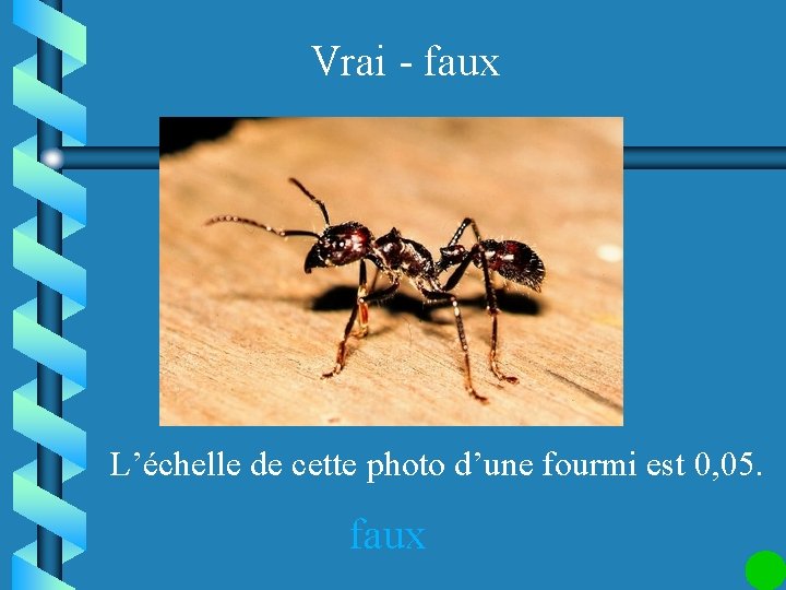 Vrai - faux L’échelle de cette photo d’une fourmi est 0, 05. faux 
