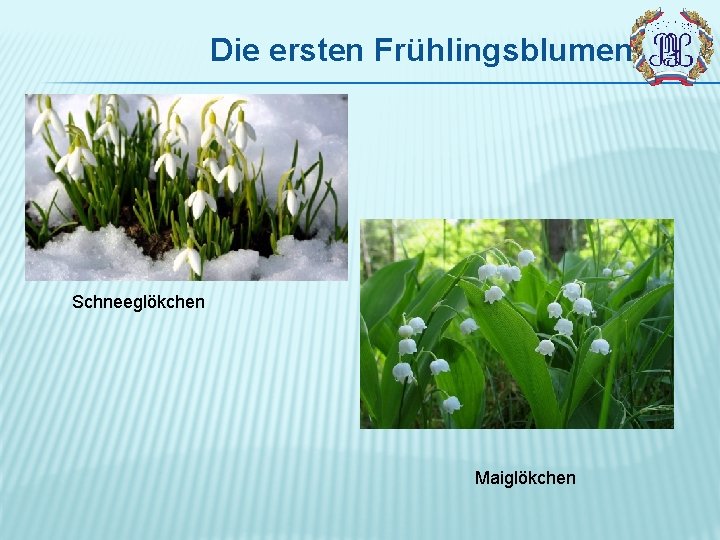 Die ersten Frühlingsblumen Schneeglökchen Maiglökchen 