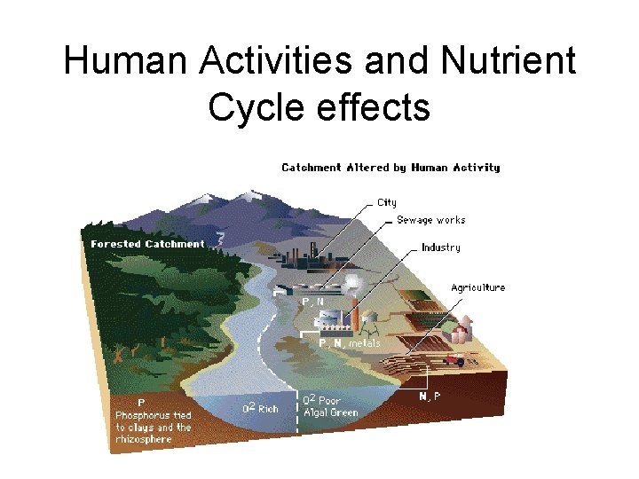 Human Activities and Nutrient Cycle effects 
