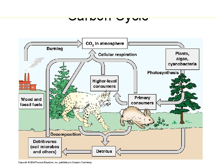Carbon Cycle 
