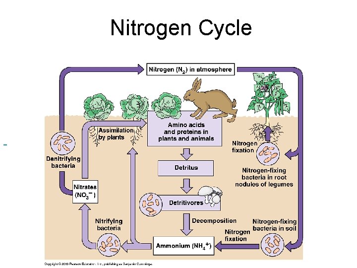 Nitrogen Cycle 