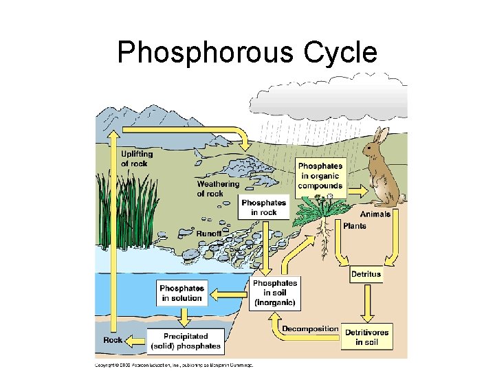 Phosphorous Cycle 