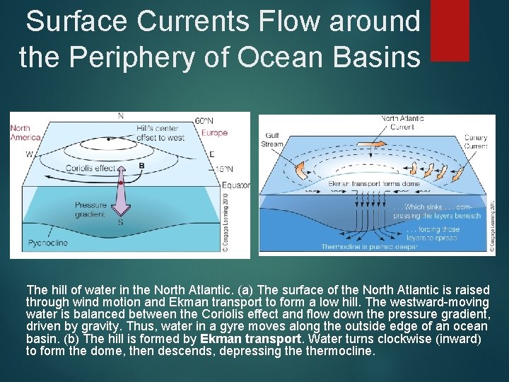 Surface Currents Flow around the Periphery of Ocean Basins The hill of water in