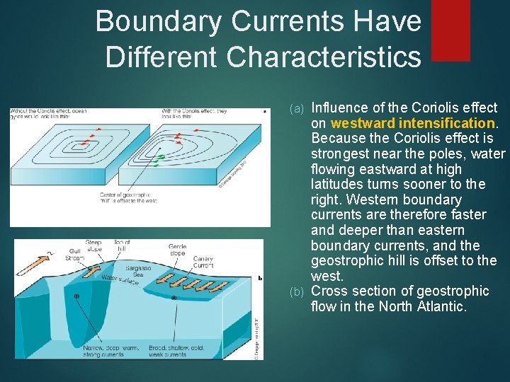 Boundary Currents Have Different Characteristics Influence of the Coriolis effect on westward intensification. Because