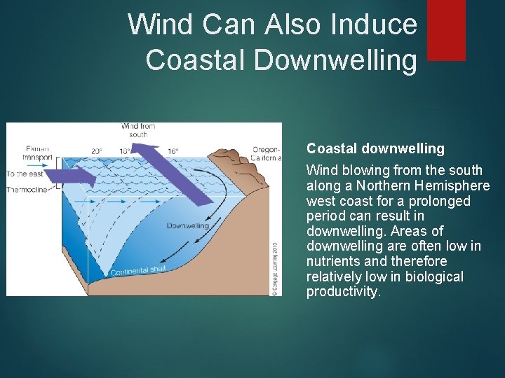 Wind Can Also Induce Coastal Downwelling Coastal downwelling Wind blowing from the south along