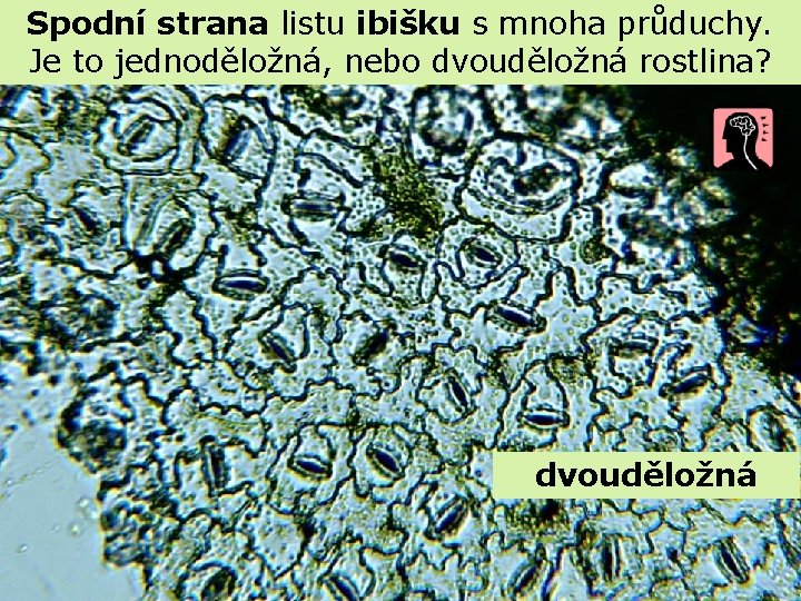 Spodní strana listu ibišku s mnoha průduchy. Je to jednoděložná, nebo dvouděložná rostlina? dvouděložná