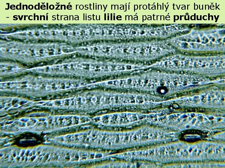 Jednoděložné rostliny mají protáhlý tvar buněk - svrchní strana listu lilie má patrné průduchy