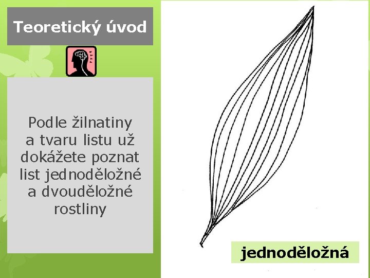 Teoretický úvod Podle žilnatiny a tvaru listu už dokážete poznat list jednoděložné a dvouděložné