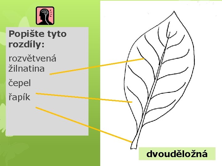 Popište tyto rozdíly: rozvětvená žilnatina čepel řapík dvouděložná 