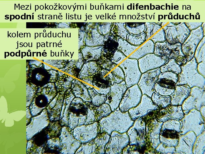 Mezi pokožkovými buňkami difenbachie na spodní straně listu je velké množství průduchů kolem průduchu