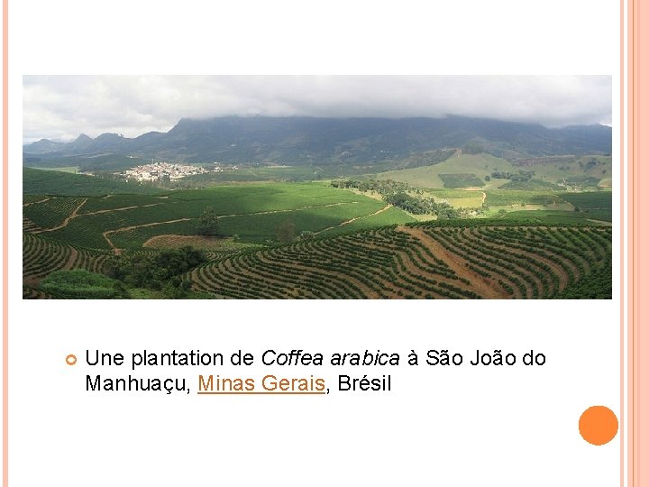  Une plantation de Coffea arabica à São João do Manhuaçu, Minas Gerais, Brésil