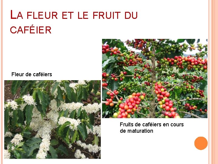 LA FLEUR ET LE FRUIT DU CAFÉIER Fleur de caféiers Fruits de caféiers en