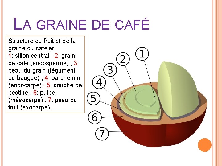 LA GRAINE DE CAFÉ Structure du fruit et de la graine du caféier 1: