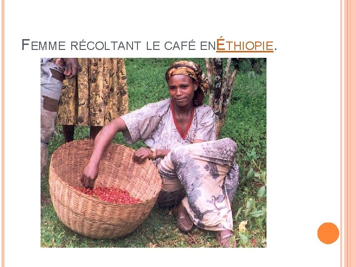 FEMME RÉCOLTANT LE CAFÉ ENÉTHIOPIE. 