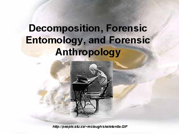 Decomposition, Forensic Entomology, and Forensic Anthropology http: //people. stu. ca/~mclaugh/skeleton 8 a. GIF 
