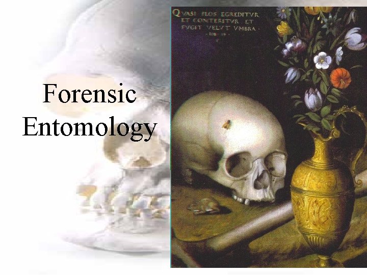 Forensic Entomology 