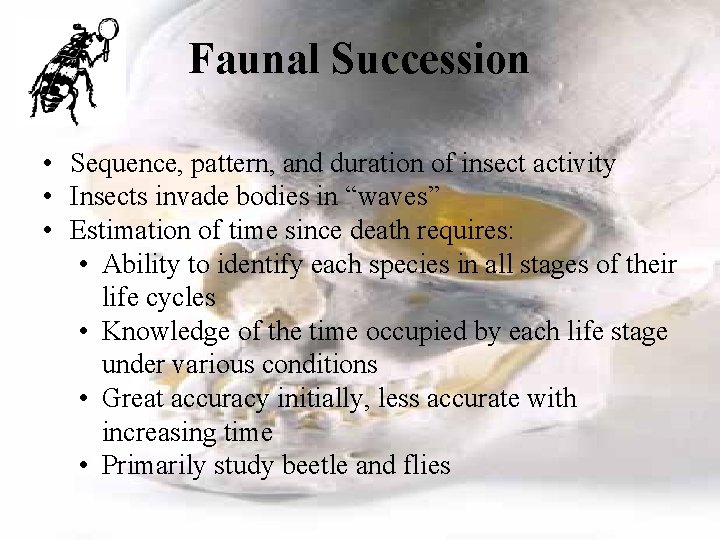 Faunal Succession • Sequence, pattern, and duration of insect activity • Insects invade bodies