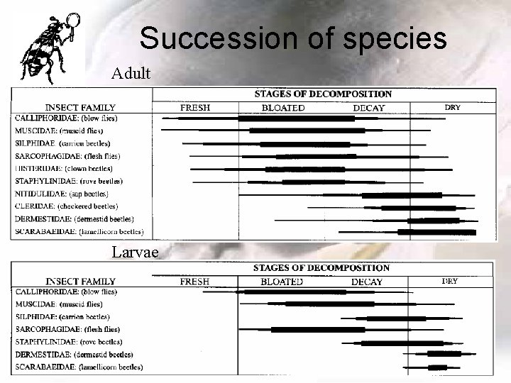 Succession of species Adult Larvae 