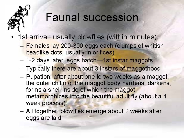 Faunal succession • 1 st arrival: usually blowflies (within minutes) – Females lay 200
