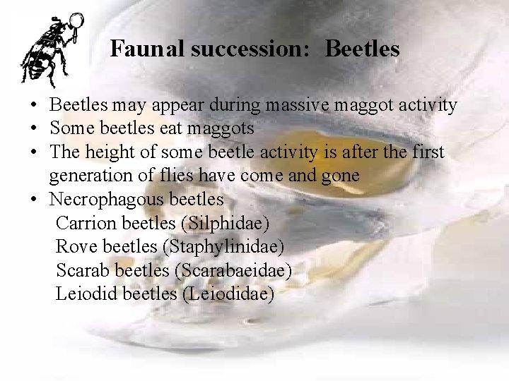 Faunal succession: Beetles • Beetles may appear during massive maggot activity • Some beetles