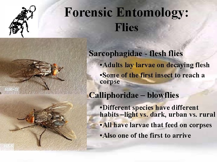 Forensic Entomology: Flies Sarcophagidae - flesh flies • Adults lay larvae on decaying flesh