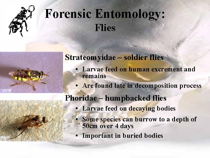 Forensic Entomology: Flies Strateomyidae – soldier flies • Larvae feed on human excrement and